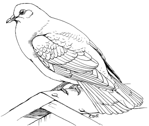 Rock Dove Coloring Page